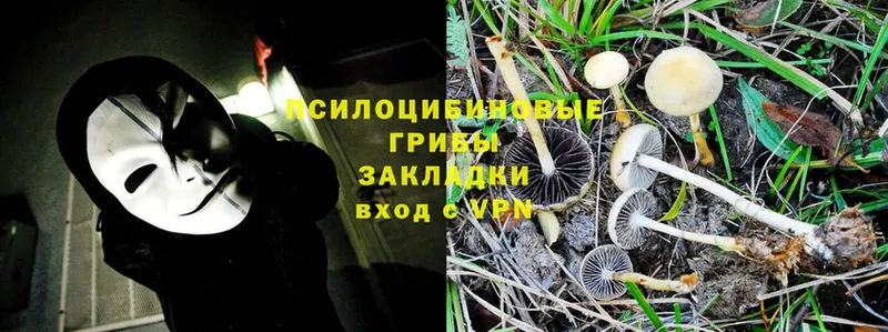 Псилоцибиновые грибы Psilocybe  Андреаполь 